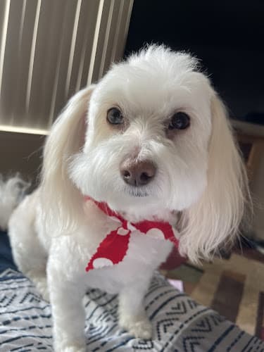 Dog Grooming Diamond Bar Grooming Pomona