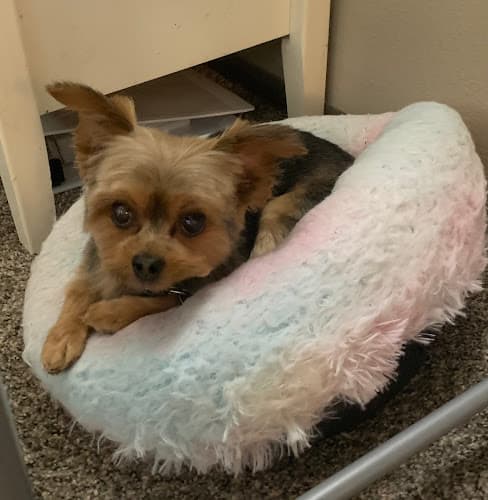 Dog Grooming Diamond in the Ruff Grooming Yakima