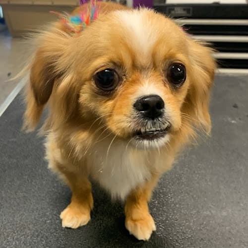 Dog Grooming Diamonds in the Ruff - a pet s'paw Clovis