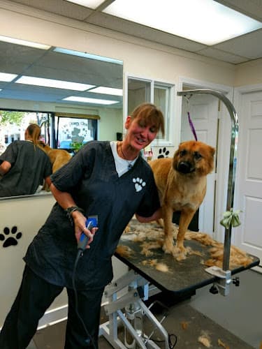 Dog Grooming Dirty Dawgs Grooming Concord