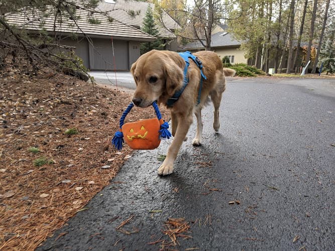 Dog Grooming Dirty Dog Grooming Bend