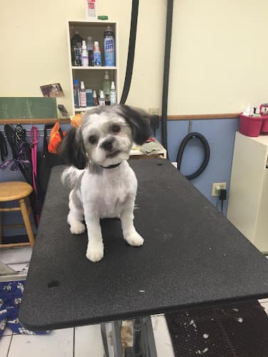 Dog Grooming Dirty Paws Grooming Spa Temecula