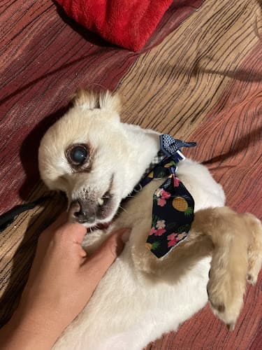 Dog Grooming Diva Dogs Grooming Victorville