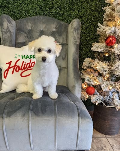 Dog Grooming Diva Do's Luxury Pet Spa (Previously G & J Grooming) Bakersfield