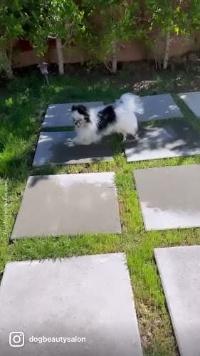 Dog Grooming Dog Beauty Salon. Luxury Grooming & Boutique Thousand Oaks