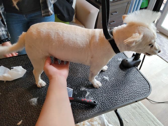 Dog Grooming Dog Bootique San Francisco