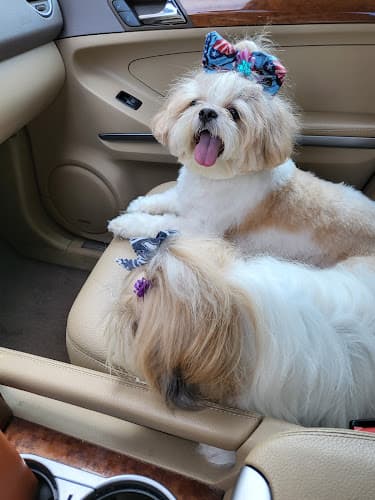 Dog Grooming Dog Day2 Grooming Selfwash Everett