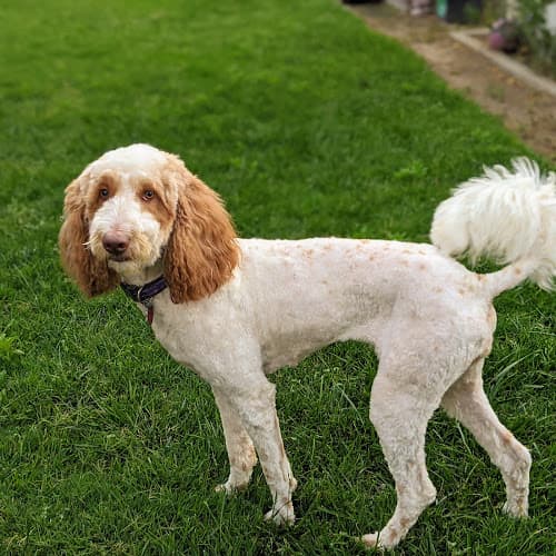 Dog Grooming Dog Gon' Clean Grooming By Maria Clovis