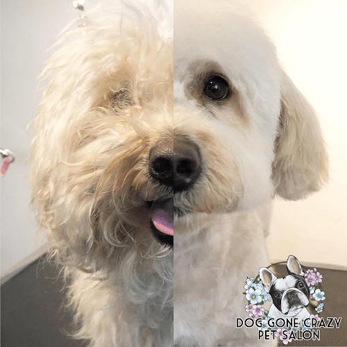 Dog Grooming Dog Gone Crazy Bakersfield