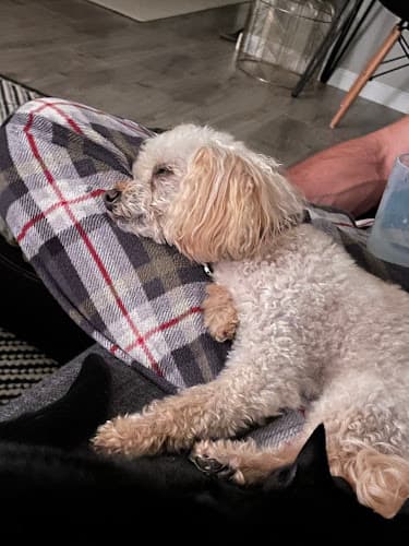 Dog Grooming Dog Gone Cute Grooming Bend