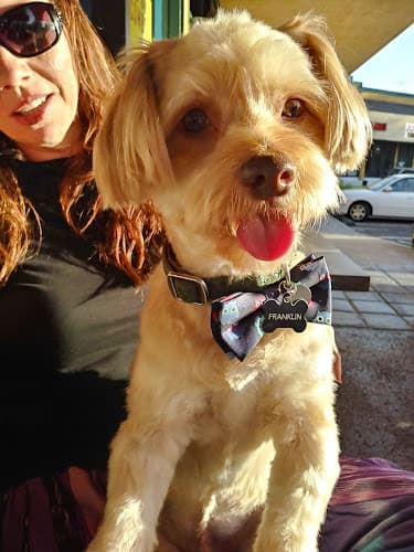 Dog Grooming Dog Gone Great Grooming & Nails San Diego