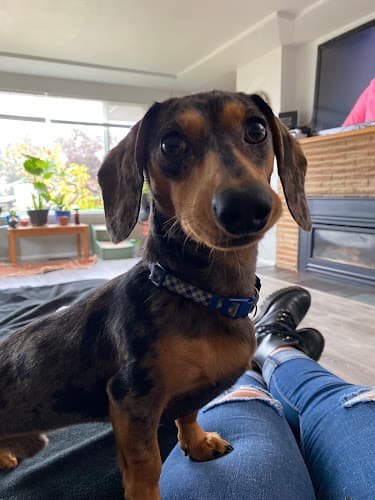 Dog Grooming Dog Grooming by Mindi Yakima