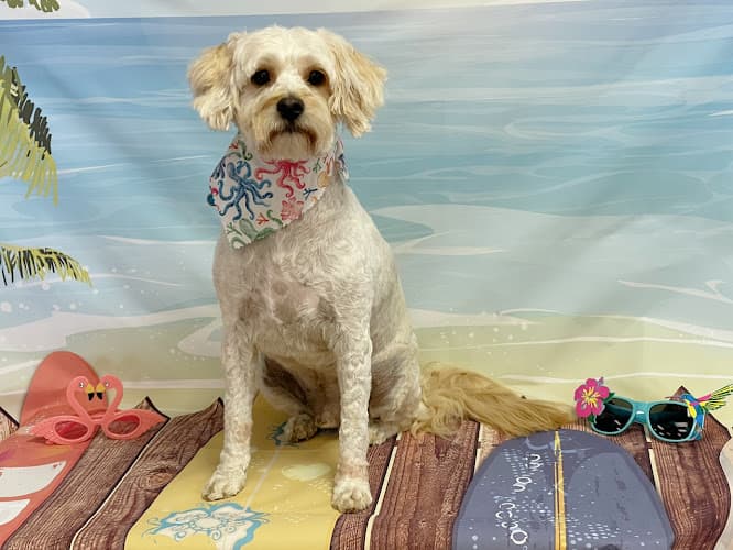 Dog Grooming Dog Grooming by Sabrina's Paw Spa Visalia