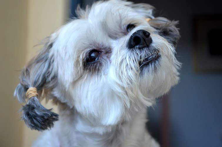 Dog Grooming Dog Grooming Innaloo Bellevue