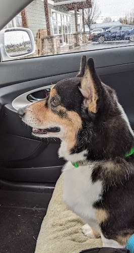 Dog Grooming Dog House Grooming Spokane Valley