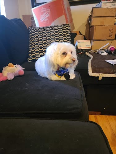 Dog Grooming Dog Lovers Pet Grooming Los Angeles