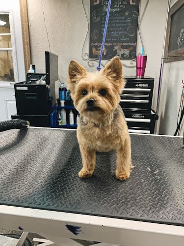 Dog Grooming Dog Mah Boutique Barkery & Spa Fairfield