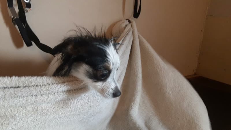 Dog Grooming Dog Star Grooming L.L.C. Bend