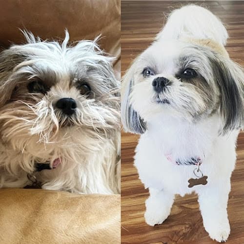 Dog Grooming Dog Star Grooming Seattle
