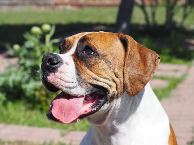 Dog Grooming Dog Time! Stay and Play San Leandro