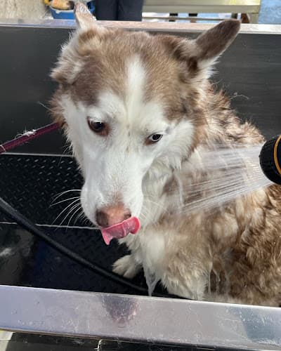 Dog Grooming Dog Wash Grooming (You Can Do It) Portland