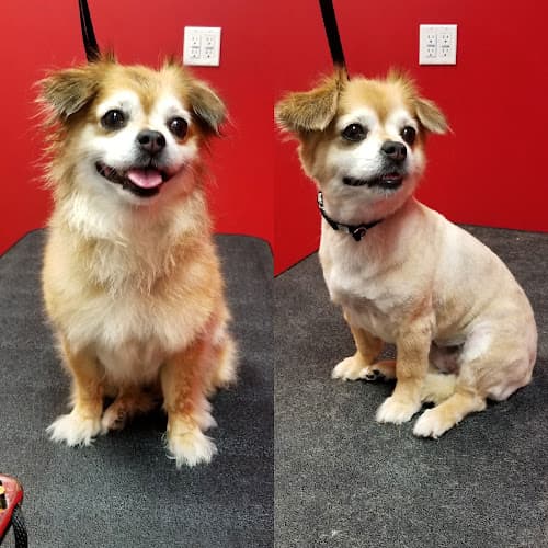 Dog Grooming Dogg Oddities Carson