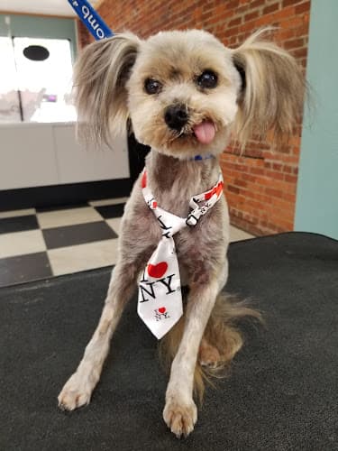 Dog Grooming Doggie Designs Pet Grooming Bellevue