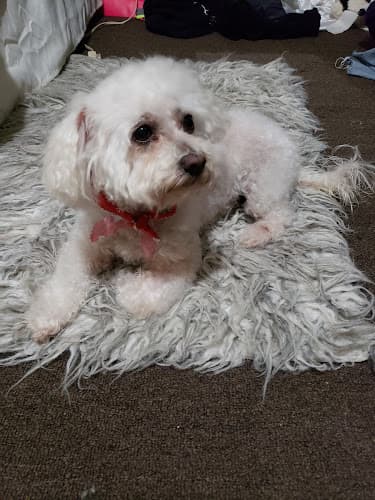 Dog Grooming Doggie Groom and Sit South Gate