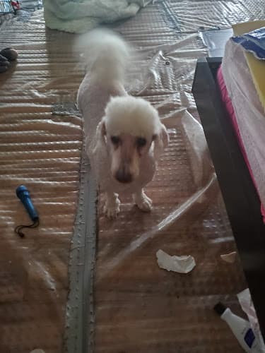 Dog Grooming Doggie on the go Petshop & Mobile Grooming Indio