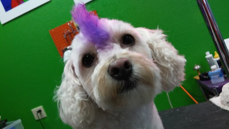 Dog Grooming Doggie Style Grooming Salon Sacramento
