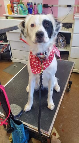 Dog Grooming Doggies Divine Pet Grooming San Diego