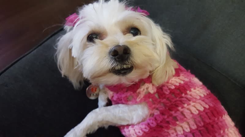 Dog Grooming Doggy Dog Grooming Richmond