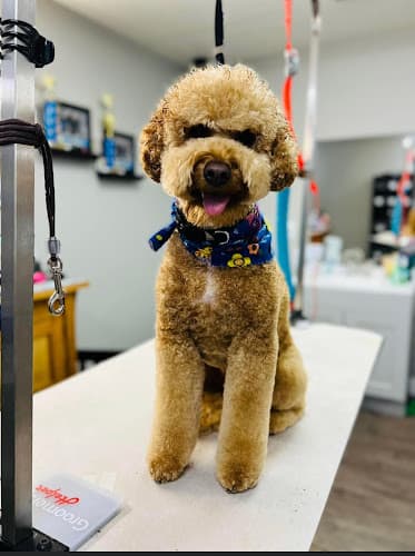 Dog Grooming Doggy Dreams Grooming Salem
