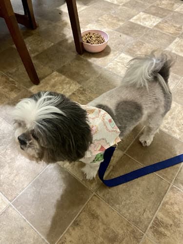 Dog Grooming Doggy Fresh Grooming Los Angeles