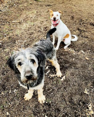 Dog Grooming Doggy Lama Pet Care Oakland