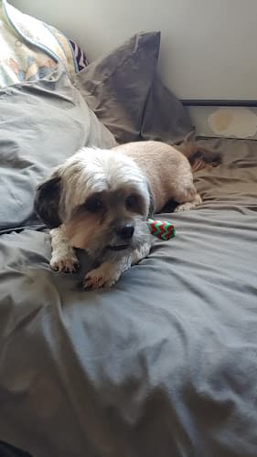 Dog Grooming Doggy Land Grooming Downey