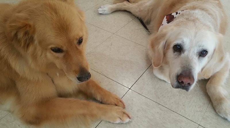 Dog Grooming Doggy World Grooming Burbank