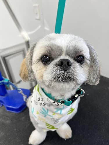 Dog Grooming Doghonest Grooming LLC Indio