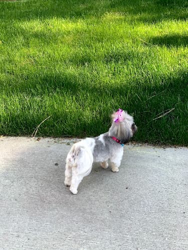 Dog Grooming DogLux Grooming Salon Spokane Valley