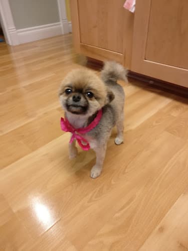 Dog Grooming Dogs Day Bowtique Grooming Salon Anchorage