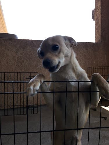 Dog Grooming Dog's Day Inn Boarding and Grooming Hesperia