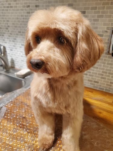 Dog Grooming Dogs for Love Grooming - House Call Dog Grooming Service Los Angeles