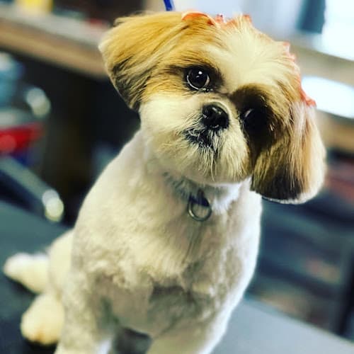 Dog Grooming DogTown Grooming Bakersfield