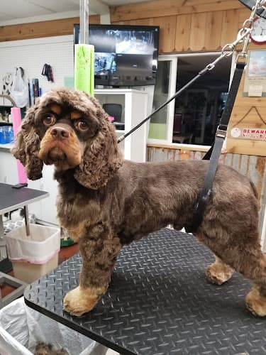 Dog Grooming Donna's Pet Grooming Vancouver