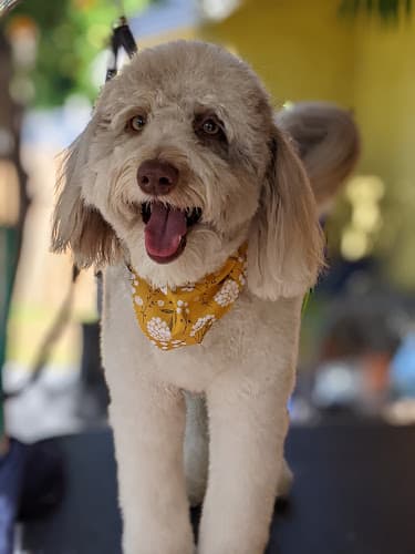 Dog Grooming Doodle Tails Grooming Norwalk