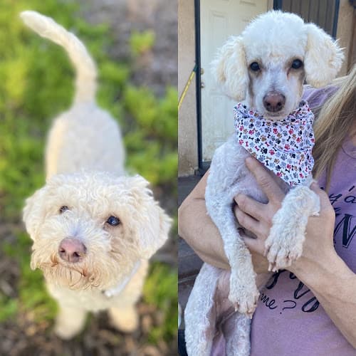 Dog Grooming Doolittles Pet Grooming Fresno