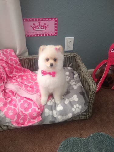 Dog Grooming Double Bubble Dog Grooming Rialto