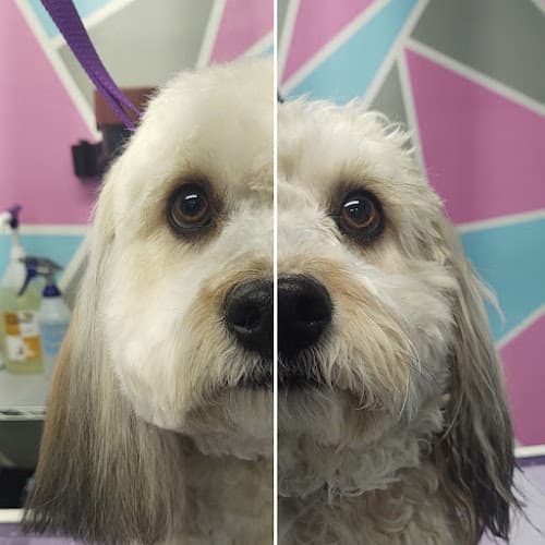 Dog Grooming Dream It Be It Pet Salon Spokane Valley
