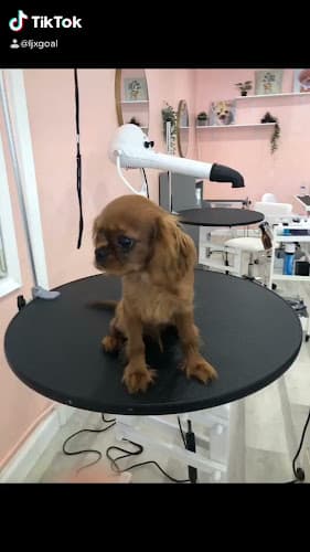 Dog Grooming Dream pet grooming inc Mission Viejo