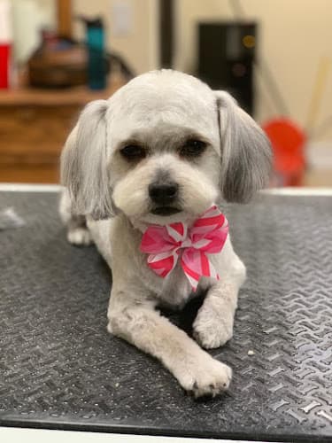 Dog Grooming Drumhill’s Lakeland pet grooming & Day care Murrieta